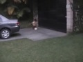 Jugando pelota en el jardín