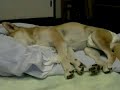 眠りイヌ動画