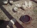 Tomatenjagd.AVI