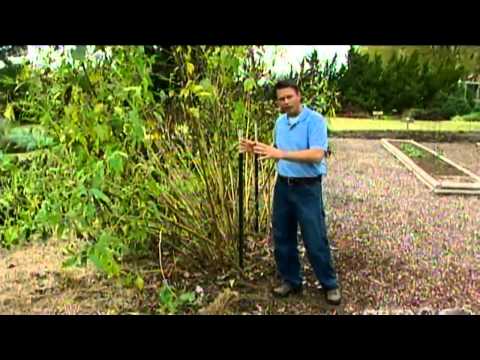 how to harvest artichoke plants