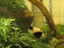 Fu Long in action (part II)