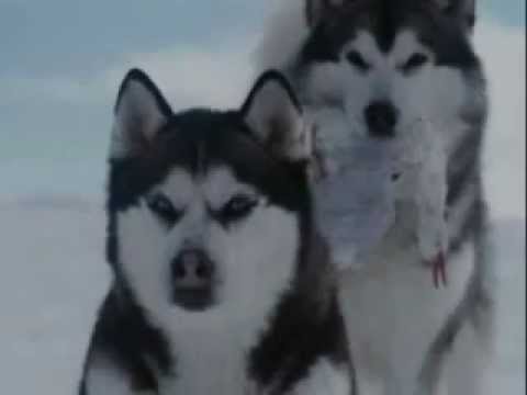 YouTube Трейлер