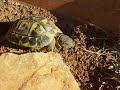 Reportage HERMAN le tortue !