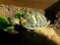 Reportage HERMAN le tortue !