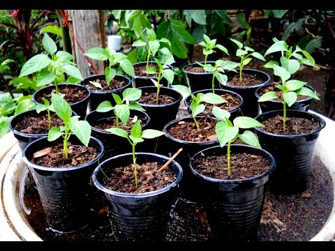 how to fertilize bell peppers