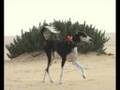 Al Muzdaher Salukis سلق المزدهر 2008