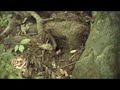 Boo the Shrew
