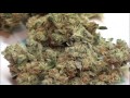 CCC Ep.14: HIGH DEF. TRIPLE THREAT STRAIN REVIEW : Chemdog,  Kush, Super Jack Haze