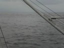 Whale 8