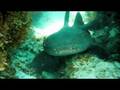 videos de Nurse Shark Sleeps in Barbuda's Current