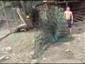 Colombian Peacock