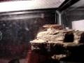 videos de Green Anole and House Gecko