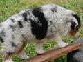Tagalong Mini Aussies