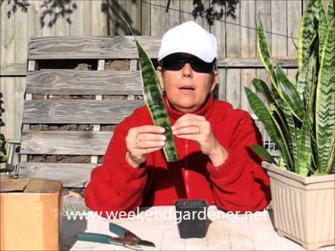 how to trim sansevieria