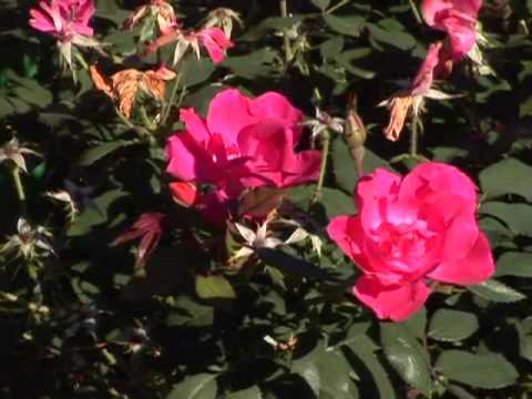 how to care knockout roses