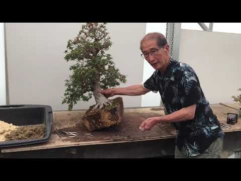 video-linktoworks-Deadheading and Repotting Azalea Bonsai