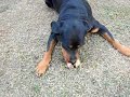 Rottie Eating Rottie Eating
