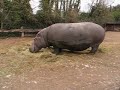 Zoo Safari Verona - Rinoceronte.... ah, no... Ippopotamo