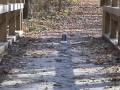 Stop Motion Chase