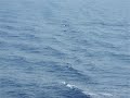 viaggio in sicilia incontro con delfini