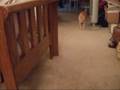 Calvin Plays Fetch