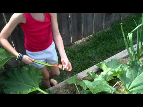 how to harvest rhubarb