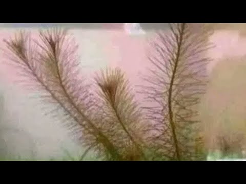 Download Video Labiaplasty Barbie designer vaginoplasty Download Video Labiaplasty Barbie designer vaginoplasty