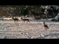 Zoo Leipzig - Eis und Schnee