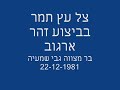 צל עץ תמר - זוהר ארגוב Tzel Etz Tamar - Zohar Argov