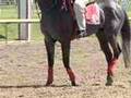 Big Brown Favored to Win Third Race in Triple Crown