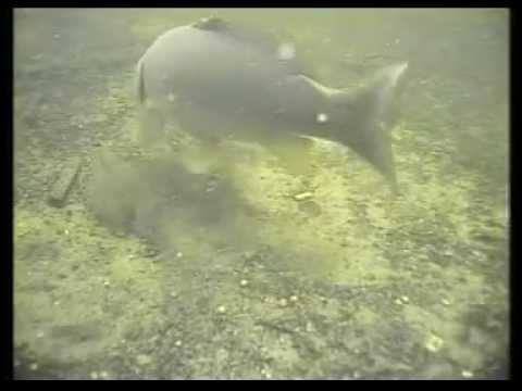 Wielkie żerowanie karpi Wędkarstwo Carp Fish (karp Sazan)