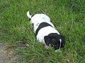Jack Russell pup Guchi (zeven weken oud)