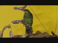 Lila Lilac-Crowned Amazon Parrot