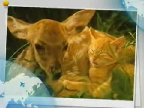 Image de prévisualisation YouTube