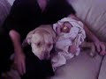 Pit bull attack 3 week old baby