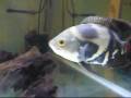 オスカーの餌を食べる餌金 - feeder goldfish eat oscar food
