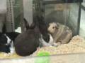 videos de 4 Baby Rabbits + Guinea Pig, 9 wks