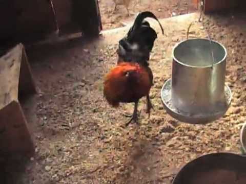 Cockfight