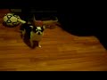 teasing a chihuahua  and living to tell about it 