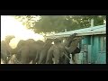 Australia considers mass killings of camels