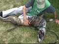 RUG 5535982 Humane Society Colorado Adopt