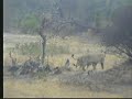 A Little Lion & Hyena Action