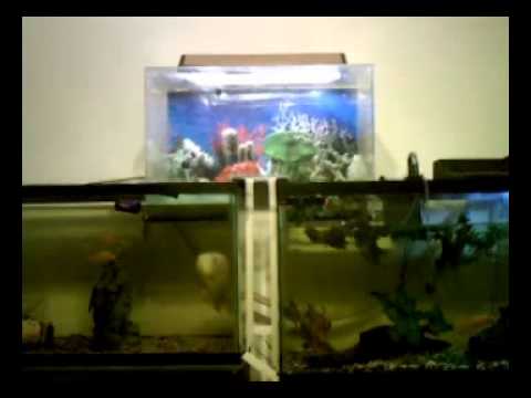 how to drain fish tank