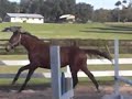 isr filly.AVI