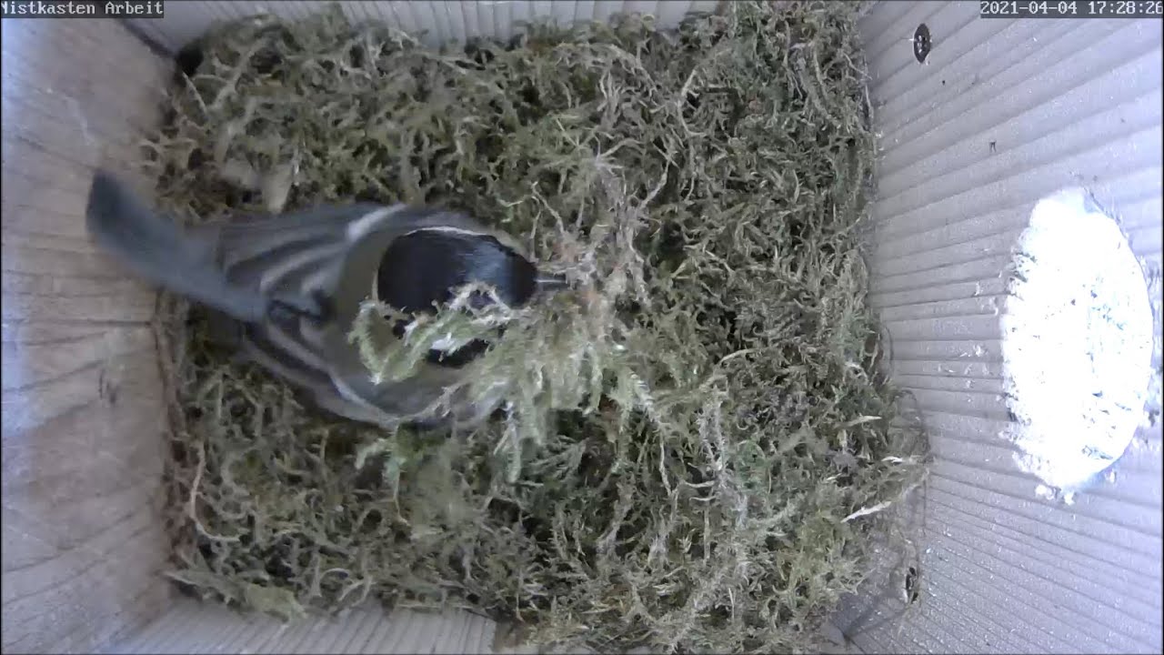 Im zweiten Nistkasten erhöht die Kohlmeise ebenfalls das Tempo! 04.04.2021