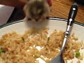 Hamster