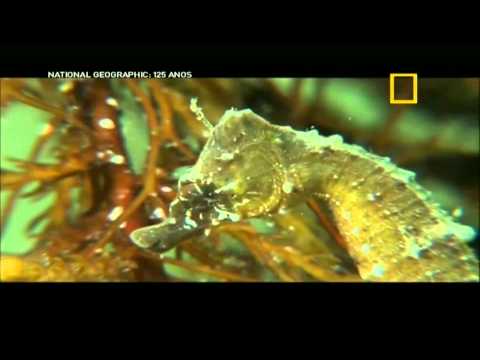 Doc: Rússia Selvagem - As Florestas Secretas (Completo e Dublado) // NatGeo HD