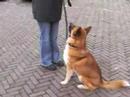 Aslan is geplaatst!!!! Aslan is geplaatst!!!!