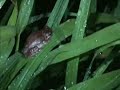 Rain Frogs