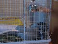 My cute chinchilla ?i?i My cute chinchilla ?i?i